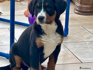 Bernese Mountain Dog dogs Boys and girls ready - Advert 1