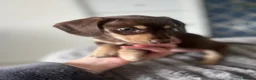 Miniature Dachshund dogs for sale: KC registered miniature dachshunds READY NOW - Advert 22