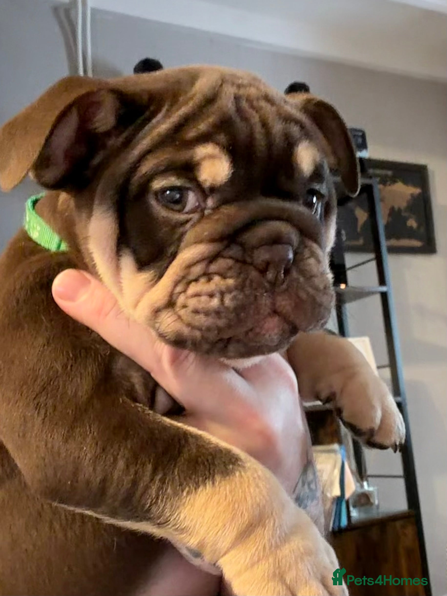 English Bulldog dogs 🏆 Elite KC English Bulldog Puppies – Swansea 🏆 - Advert 15