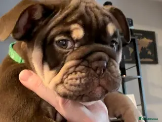 English Bulldog dogs 🏆 Elite KC English Bulldog Puppies – Swansea 🏆 - Advert 15