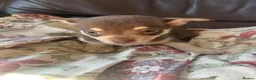 Chihuahua dogs for sale: 5 Beautiful Chihuahua Puppies For Sale  - Advert 6