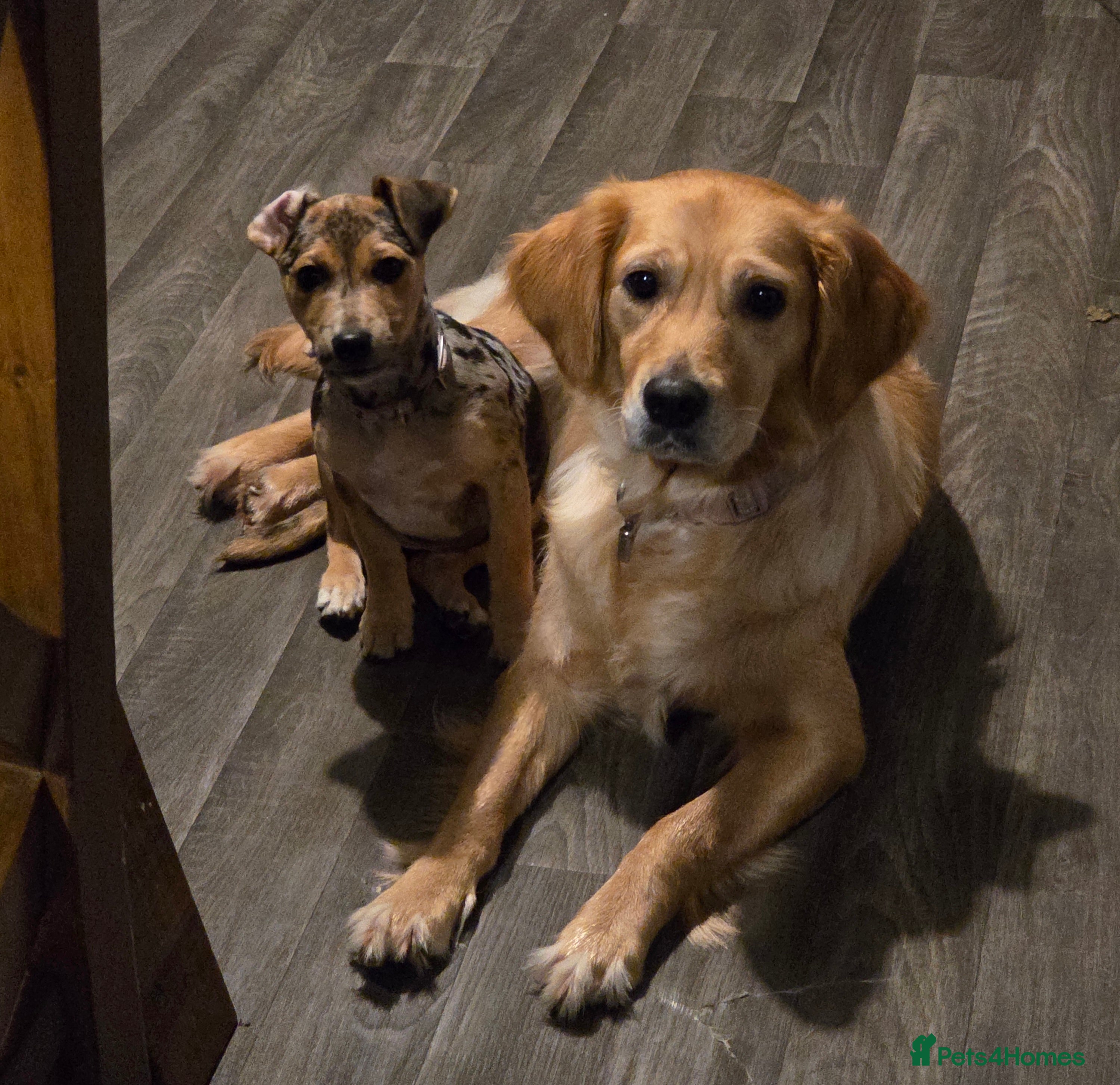 Jack Russell dogs Jack Russel girl - Advert 1