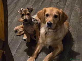 Jack Russell dogs Jack Russel girl - Advert 1