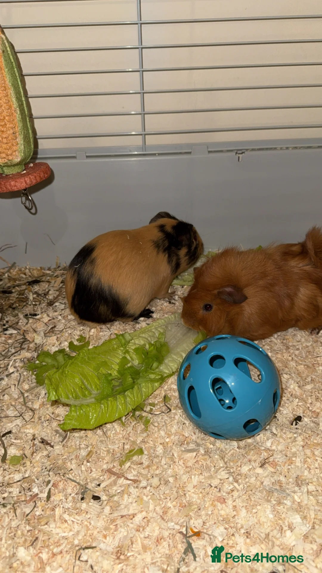Guinea Pig rodents for sale: Guinea pigs for sale 2 males  in London - Advert 2