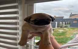 Pug dogs for sale: 🐾 Adorable Pug Puppies for Sale – £700 Each 🐾 - Image 9