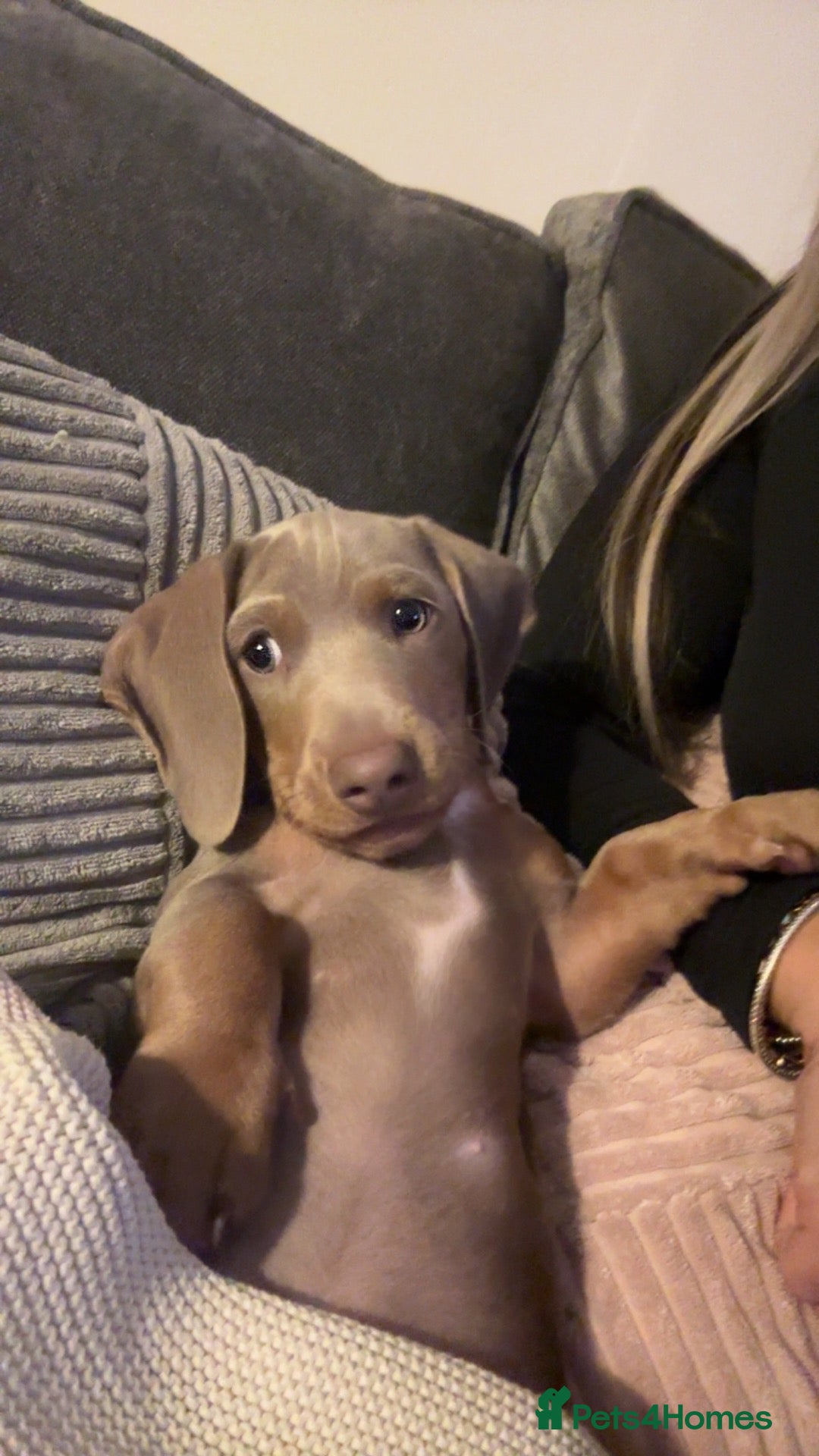 Dachshund dogs Harry - Advert 12