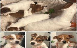 Jack Russell dogs for sale: Jack Russell puppies  - Image 4