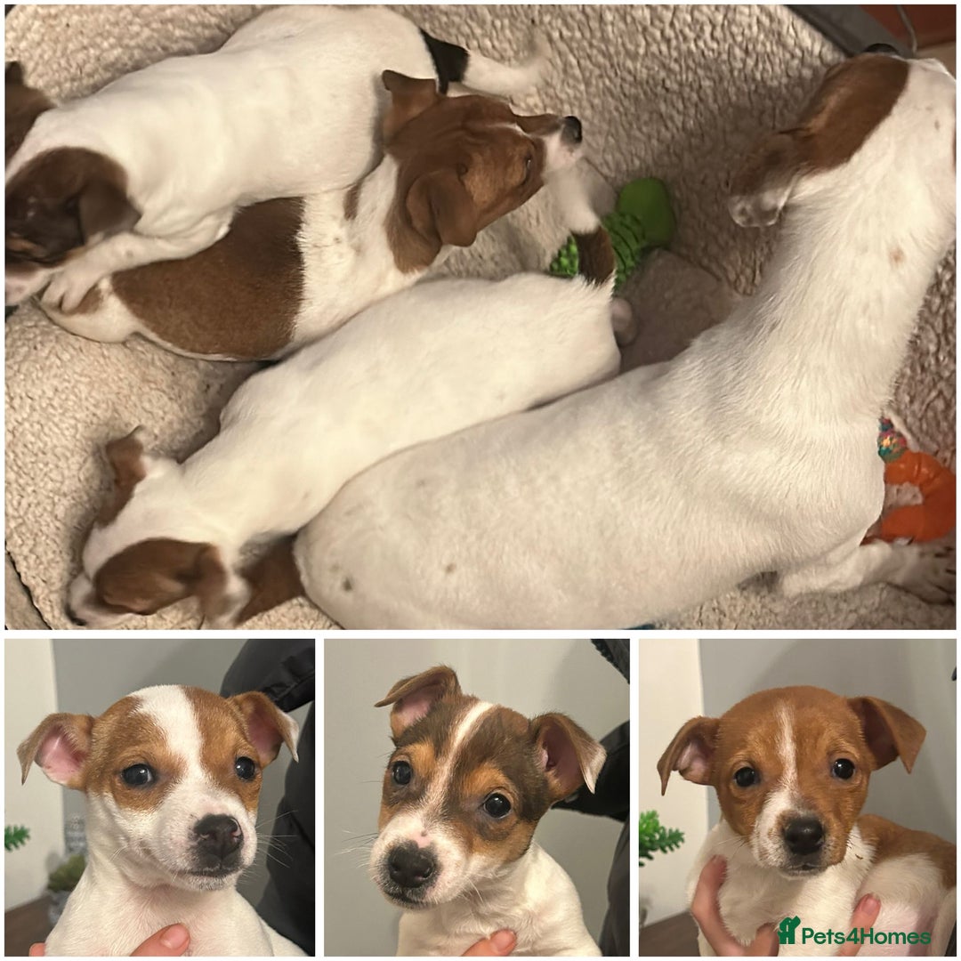 Jack Russell dogs for sale: Jack Russell puppies  - Image 4