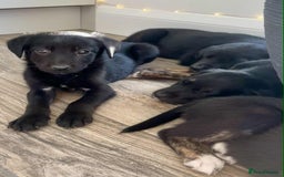 Borador dogs for sale: Borador puppies ready for new homes - Image 5