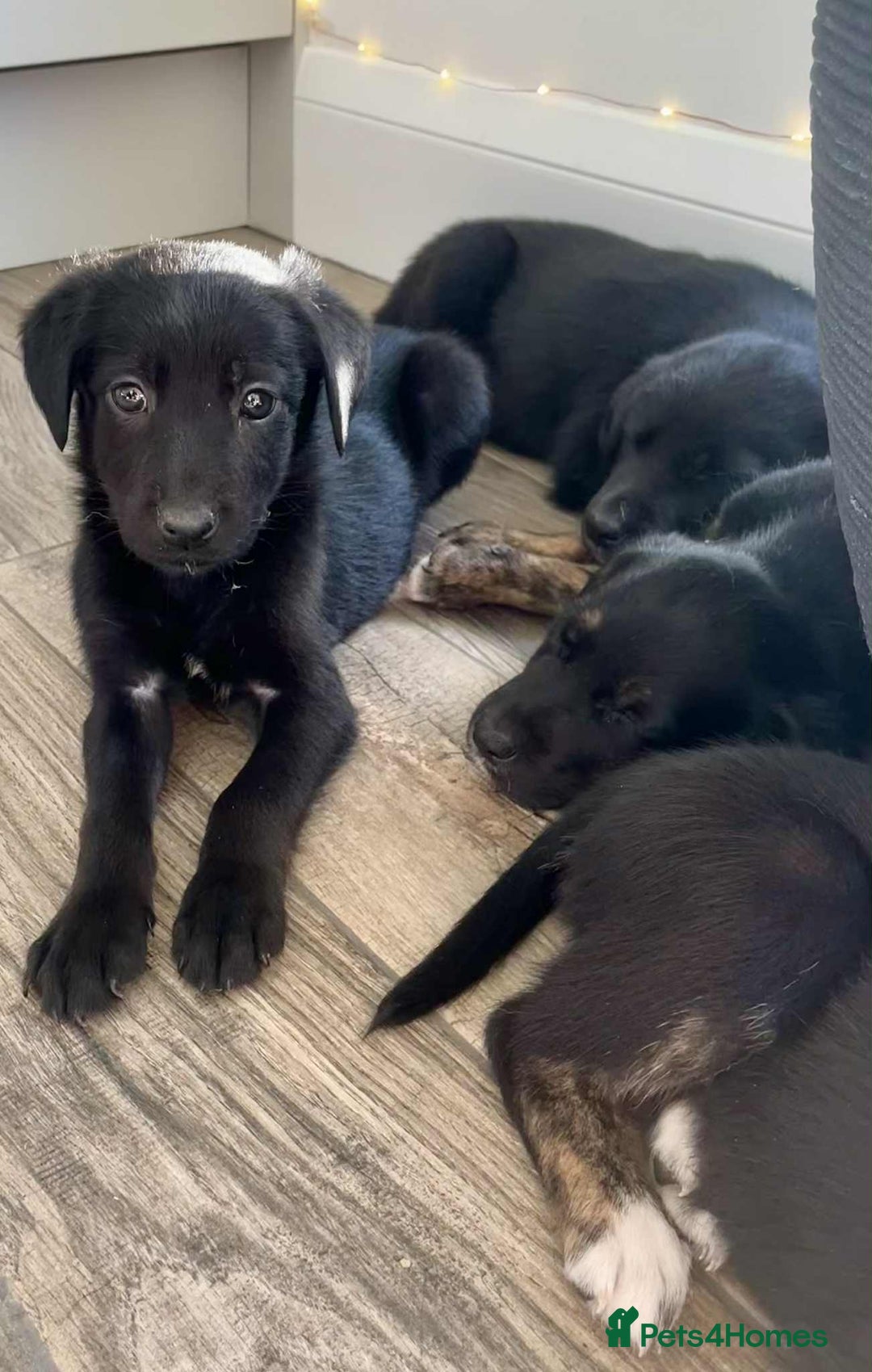 Borador dogs for sale: Borador puppies ready for new homes - Image 5