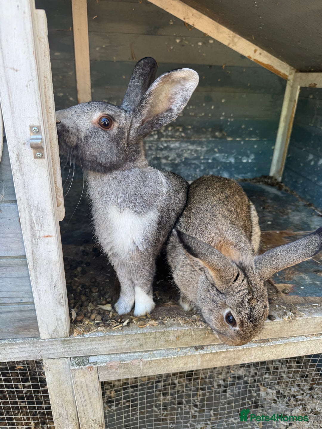 English rabbits for sale: Rabbits for rehoming  - Image 8