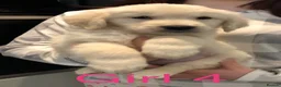 Golden Retriever dogs for sale: K/C Golden Retriever  - Advert 10