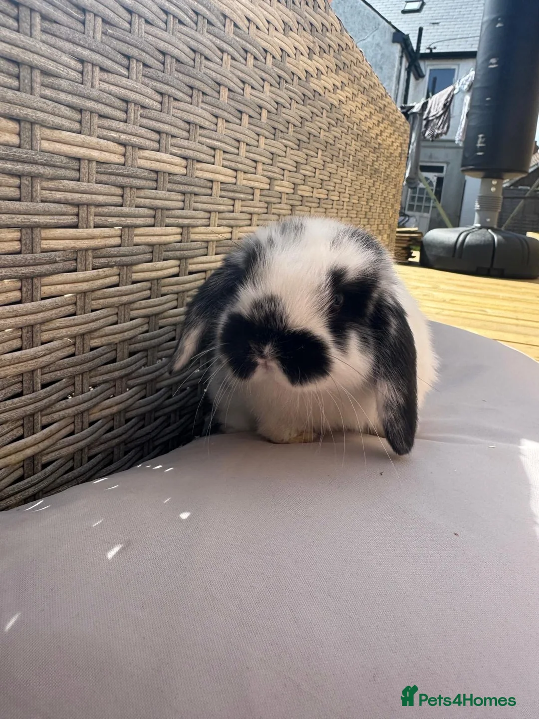 Mini Lop rabbits for sale: Gorgeous Mini Lops in Folkestone - Advert 9