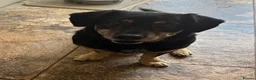 Mixed Breed dogs for adoption: Walter - Advert 3