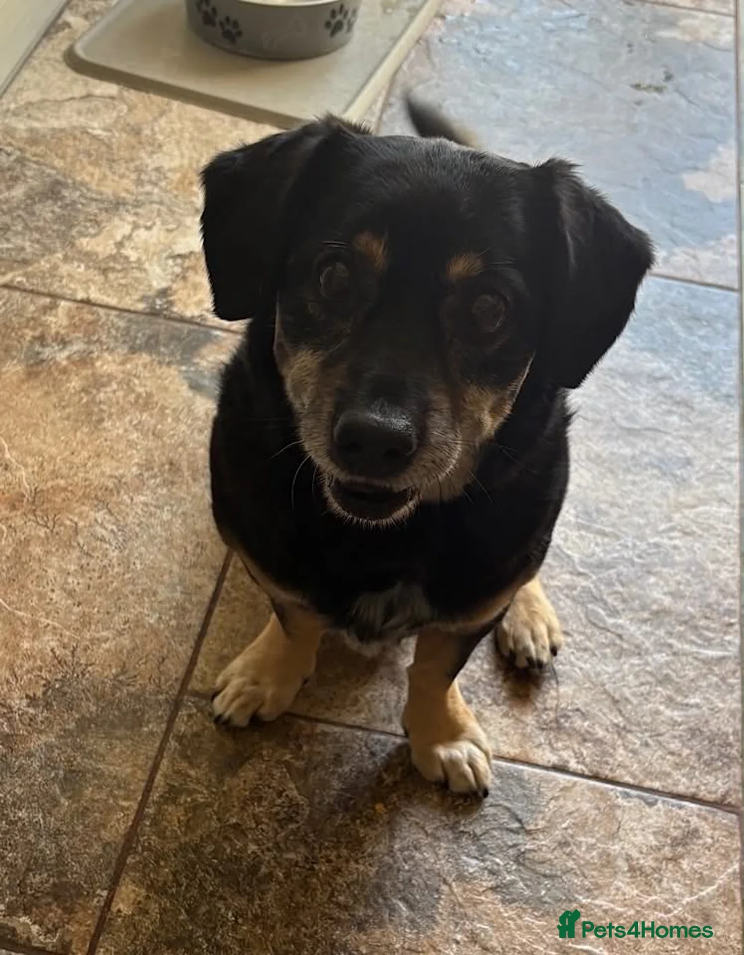 Mixed Breed dogs for adoption: Walter - Advert 3