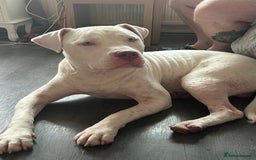 American Bull Staffy dogs for sale: American bull staffy & American bulldog hybrid  - Image 1