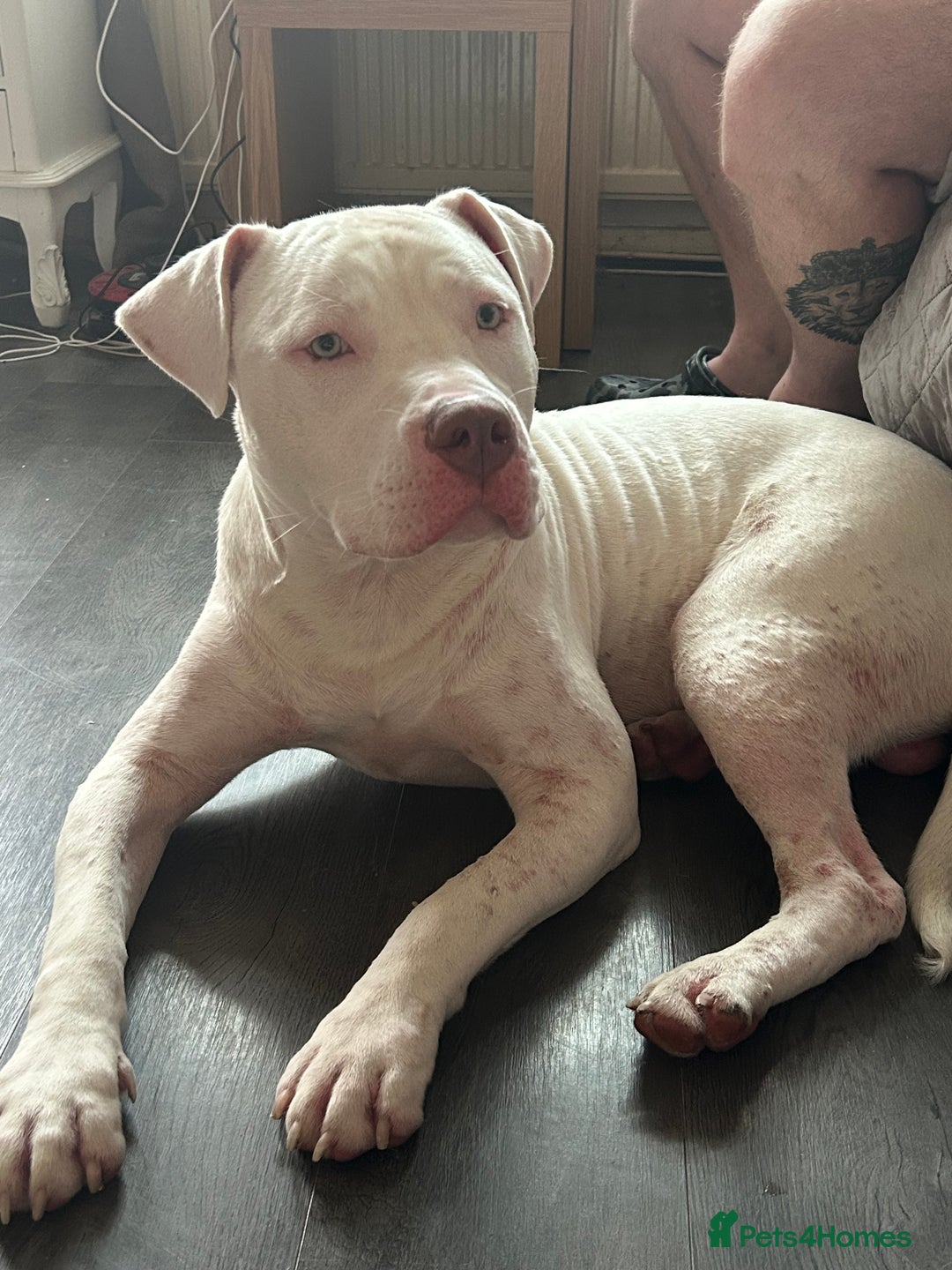American Bull Staffy dogs for sale: American bull staffy & American bulldog hybrid  - Image 1