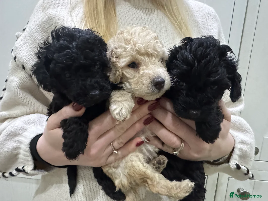 Cockapoo dogs for sale: Gorgeous litter of Cockerpoos - Advert 5