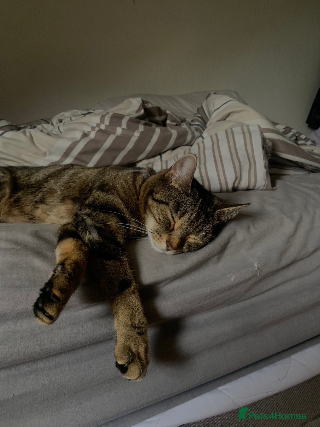 Gallery Image {{count}}