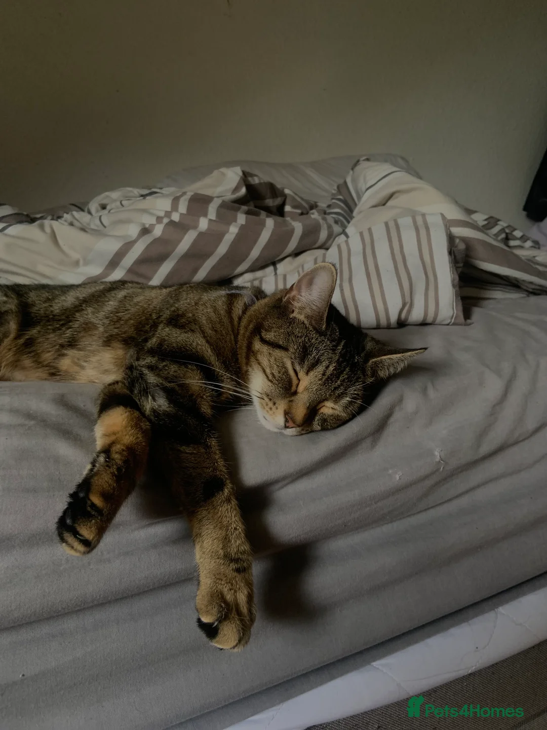 Gallery Image {{count}}