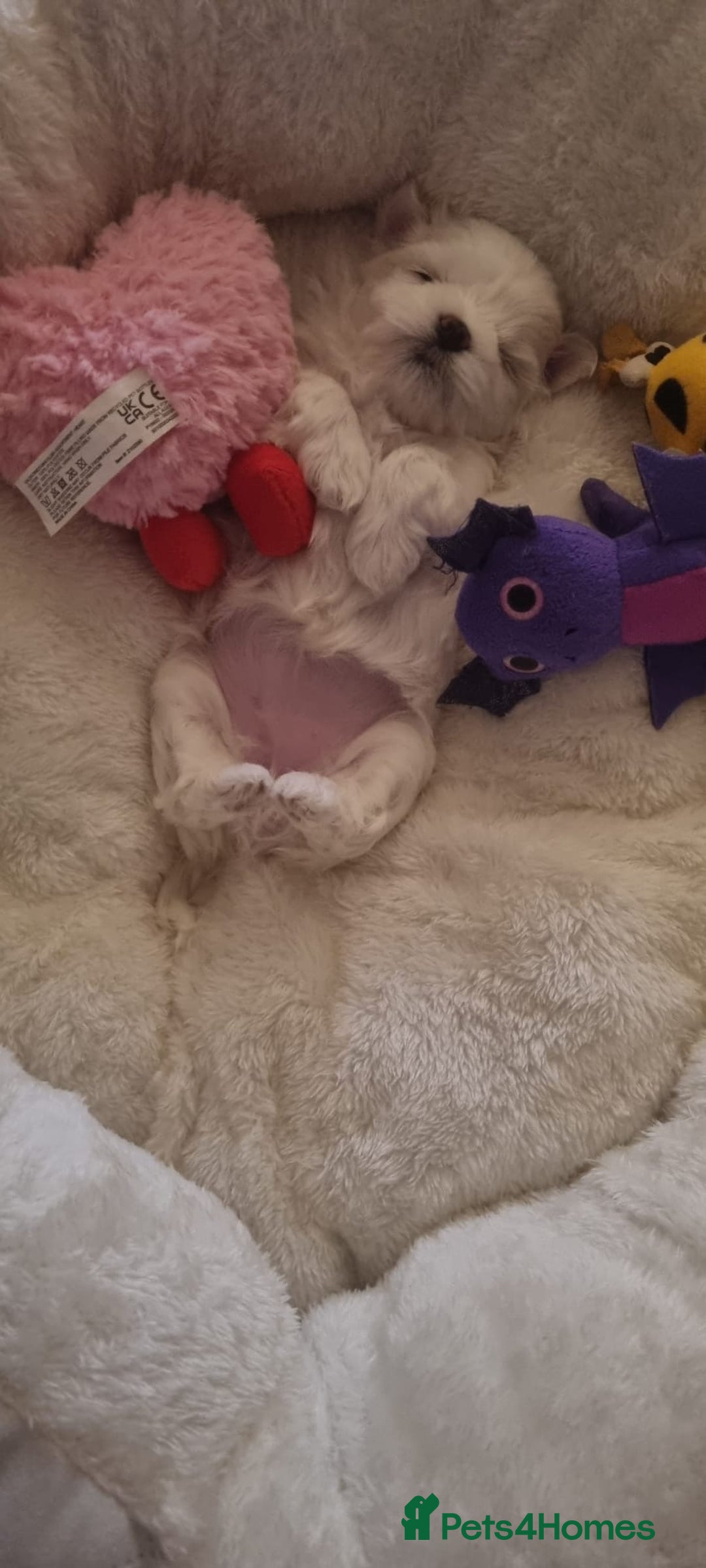 Maltese dogs for sale: Maltese Girl Ready to go  - Advert 20