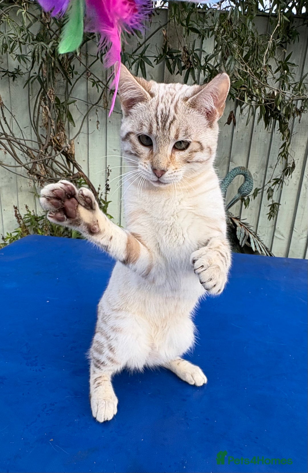 Keetso cats for sale: Superb polydactyl rosetted girl  - Advert 15