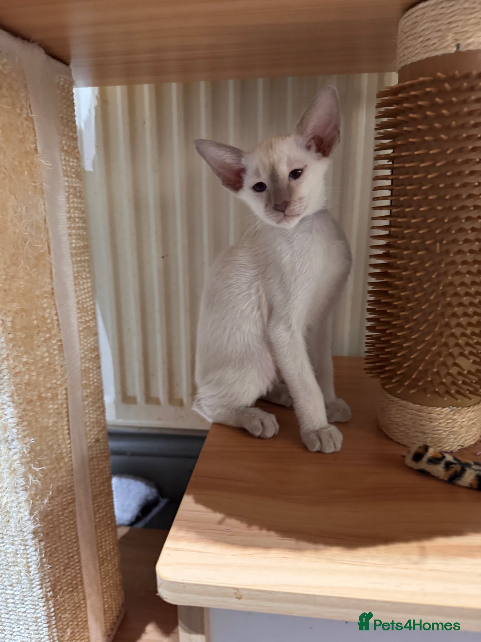 Siamese cats 2 cute Siamese girls available ready now  - Advert 6