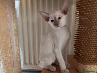 Siamese cats 2 cute Siamese girls available ready now - Advert 6