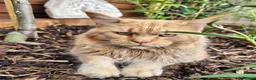 Maine Coon cats for sale: Beautiful Maine Maine Coon Girls ❤️ - Advert 5