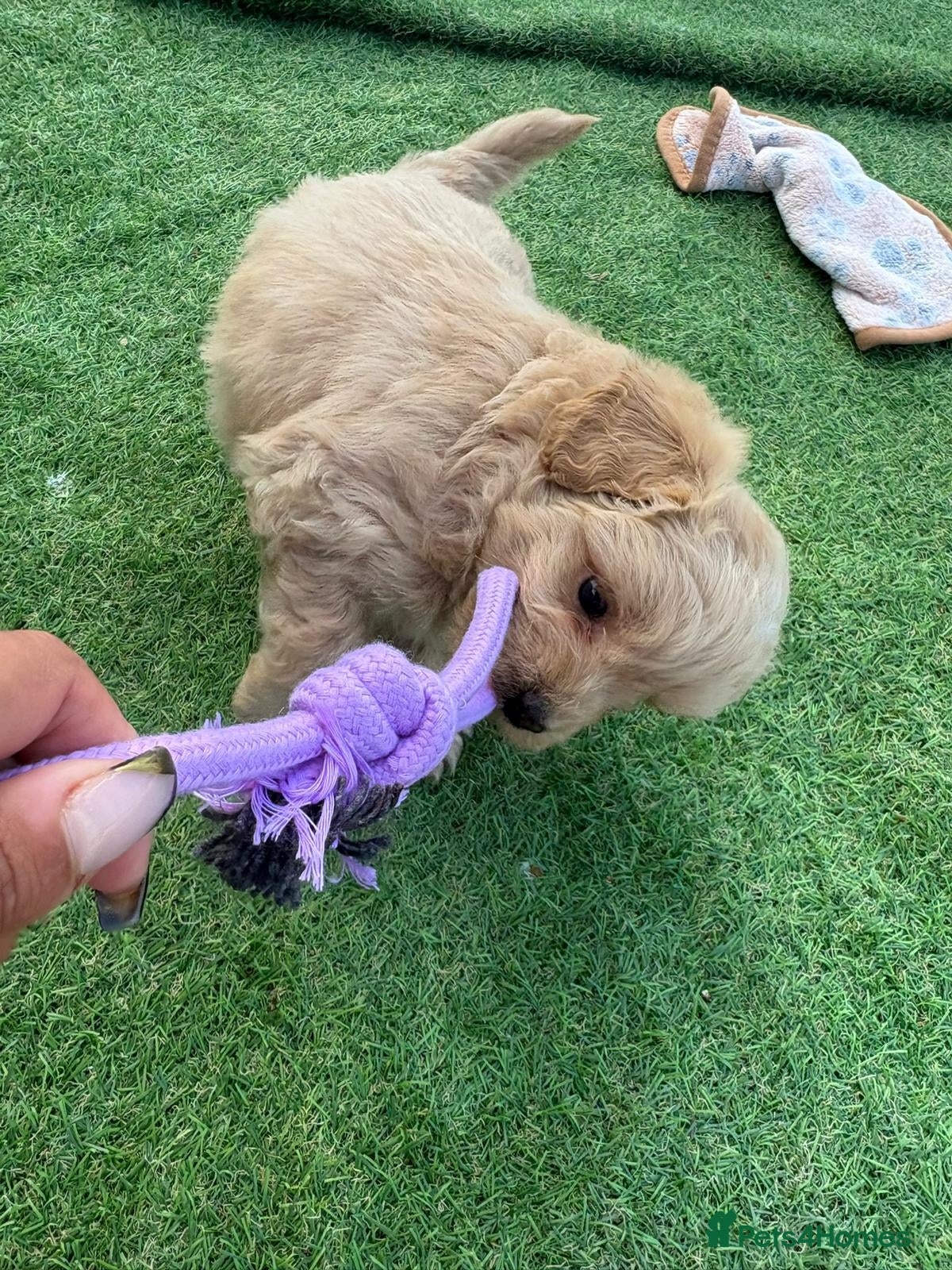 Mixed Breed dogs for sale: LAST 3 PUPS! Fluffy frenchies cross ready to leave - Advert 12