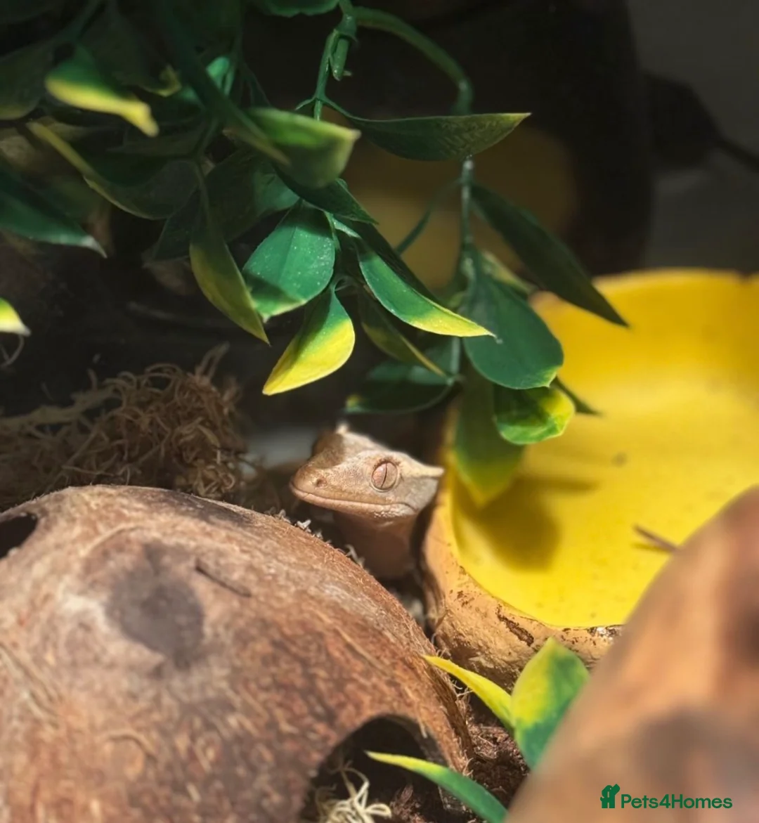 Gecko reptiles for sale: Crested gecko + enclosure  - Advert 4