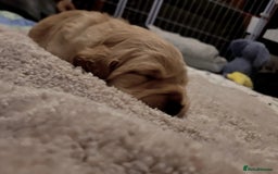 Cockerdor dogs for sale: Cocker Retriever aka Cockerdor bundles of joy - Advert 10