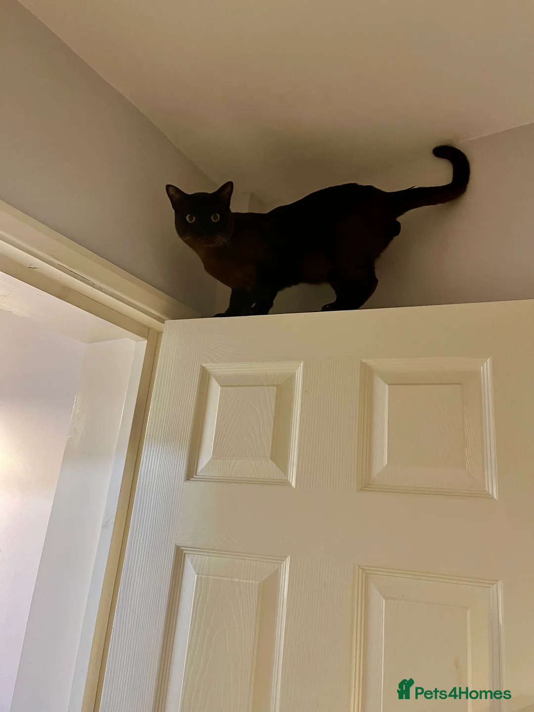 Burmese cats for sale: Lovely Burmese Male - Advert 3