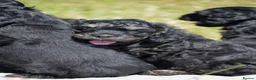 American Cocker Spaniel dogs for sale: ADORABLE YANKEE DOODLES  in Lauder - Advert 27