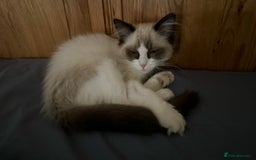 Domestic Shorthair cats for sale: Heartbreakingly a marriage breakup forces rehome - Image 17