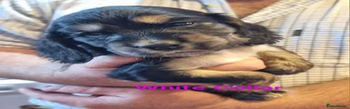 Black Sable Girl (White Collar)