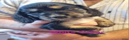 Cocker Spaniel dogs for sale: Gorgeous Sable Cocker Spaniels  - Advert 10