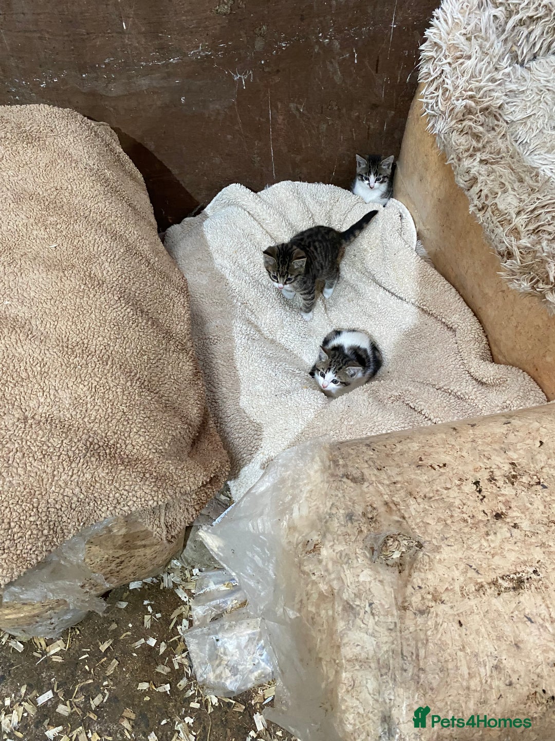 Mixed Breed cats for sale: Beautiful Kittens - Advert 9