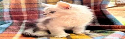 Maine Coon cats for sale: Silver Ticked Polydactyl Maine Coon Male - Advert 8