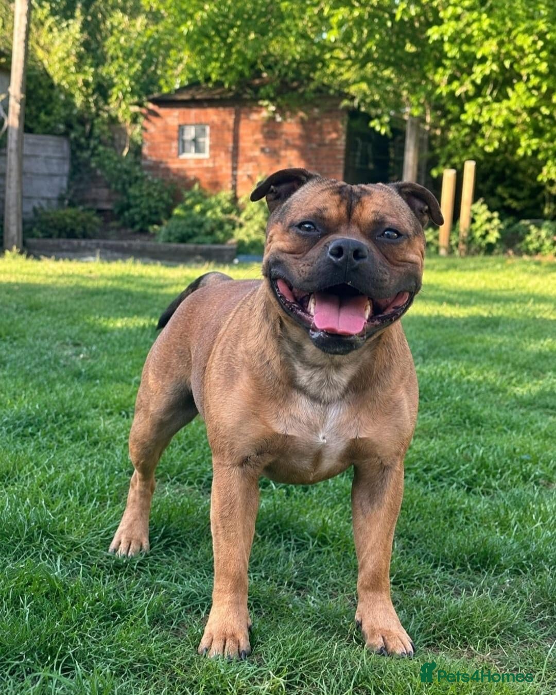 Staffordshire Bull Terrier dogs Ernie Red Staffordshire Bullterrier for Stud - Advert 8