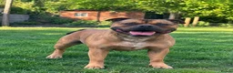 Staffordshire Bull Terrier dogs for stud: Ernie Red Staffordshire Bullterrier for Stud - Advert 1