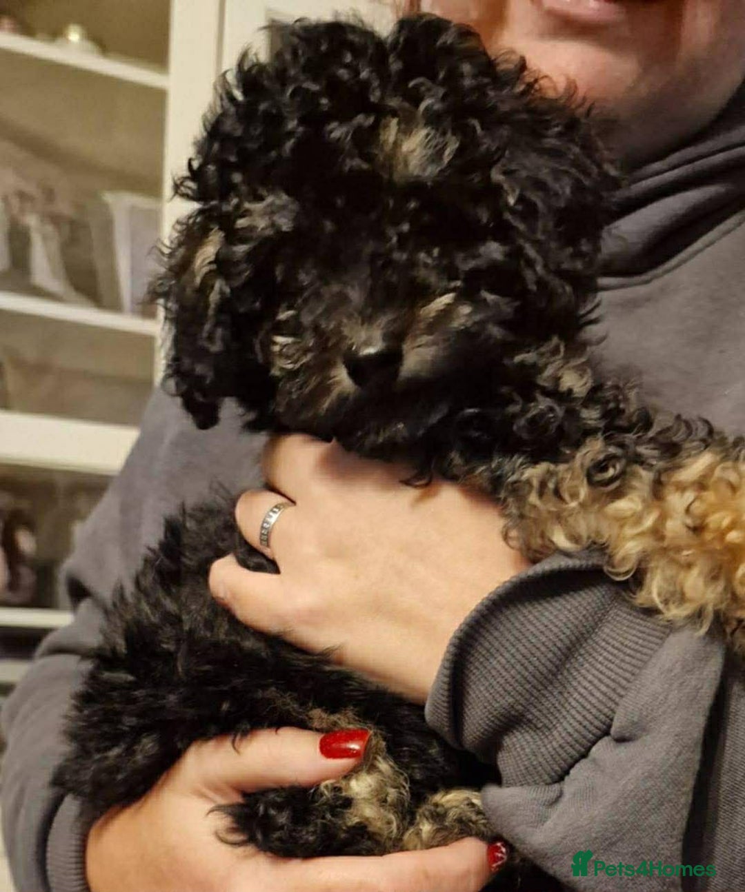 Toy Poodle dogs for sale: Teddy is ready to go! - Advert 2