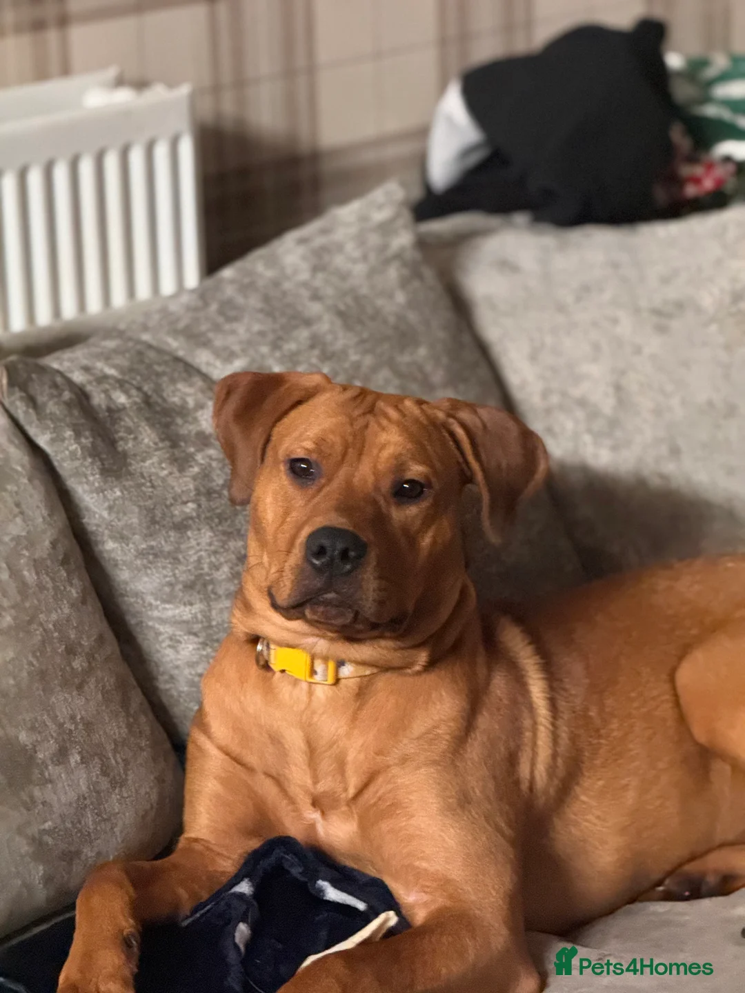 Mixed Breed dogs for sale: Bullmastiff x Rottweiler - Advert 2