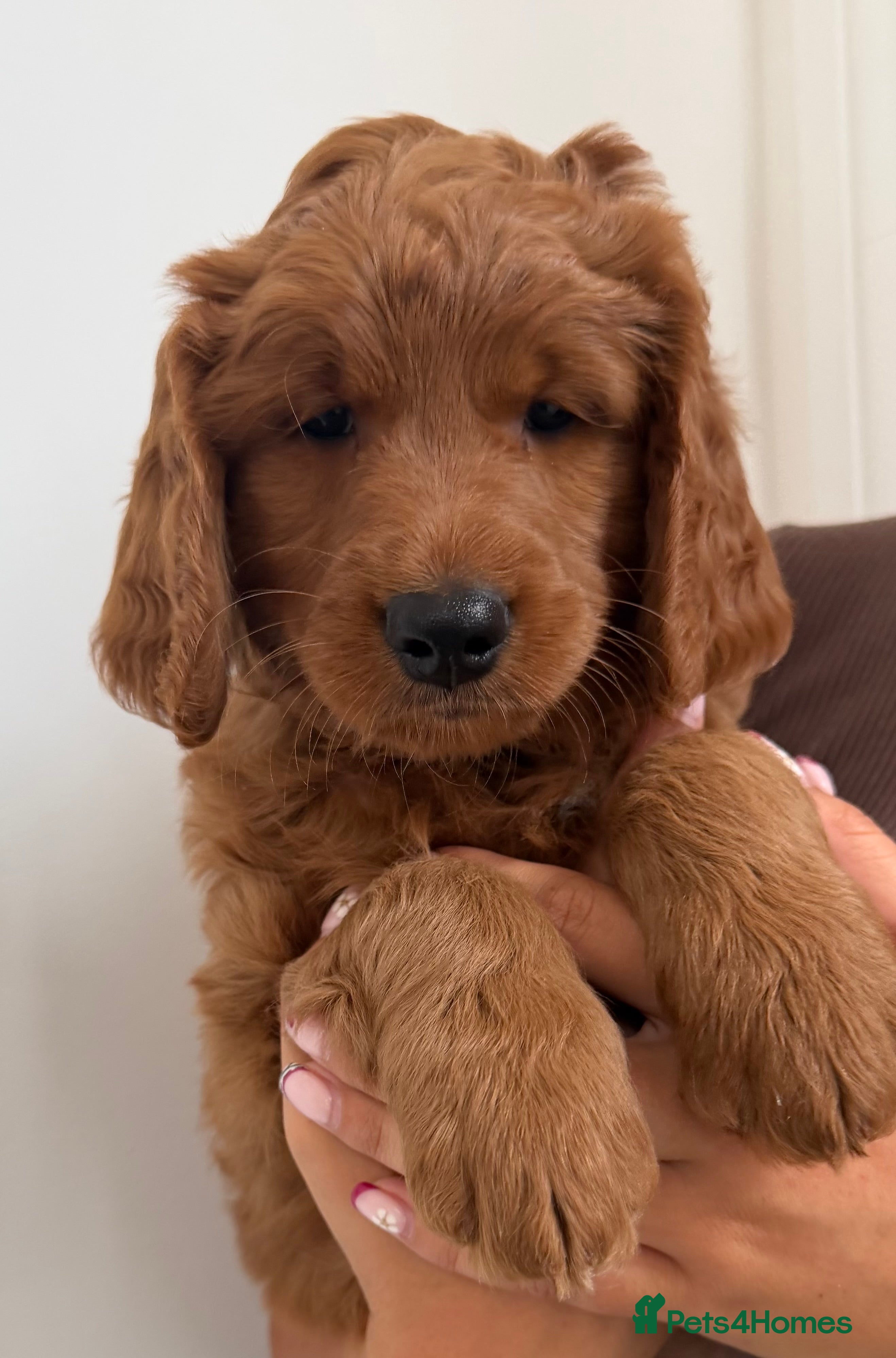 Goldendoodle dogs Stunning Goldendoodle Puppies  - Advert 2