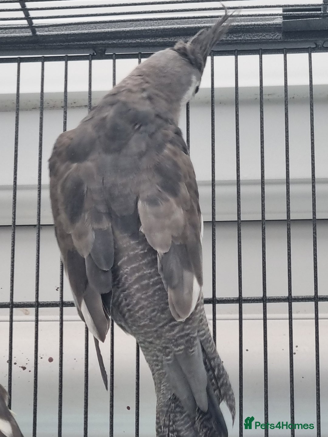 Cockatiels birds for sale: Baby male and female cockatiels for sale - Advert 9