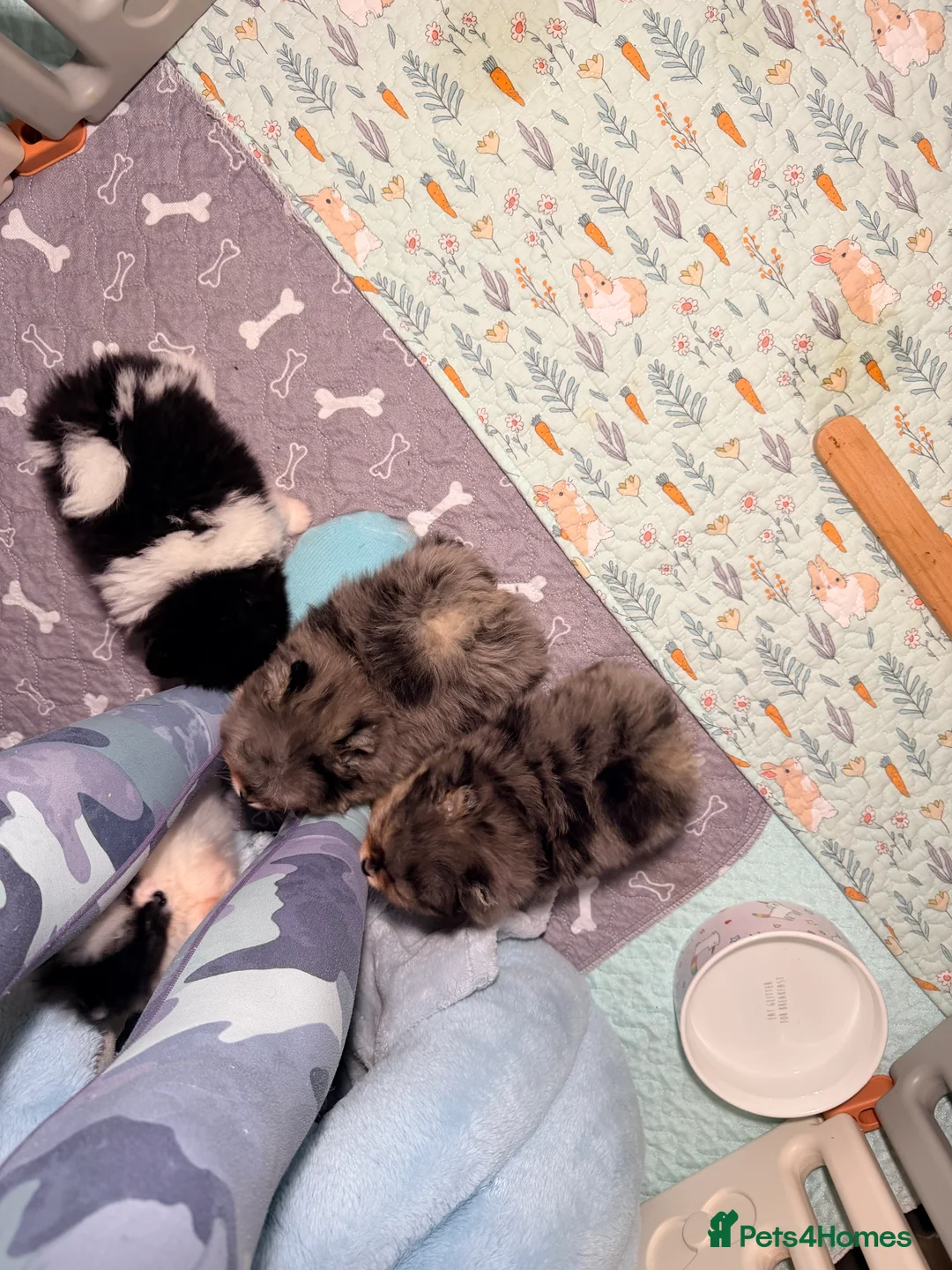 Pomeranian dogs for sale: Beautiful Pomeranian Girl - Advert 3