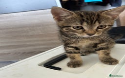 Mixed Breed cats for sale: REDUCED & READY NOW BSH x Tabby kittens  - Image 17