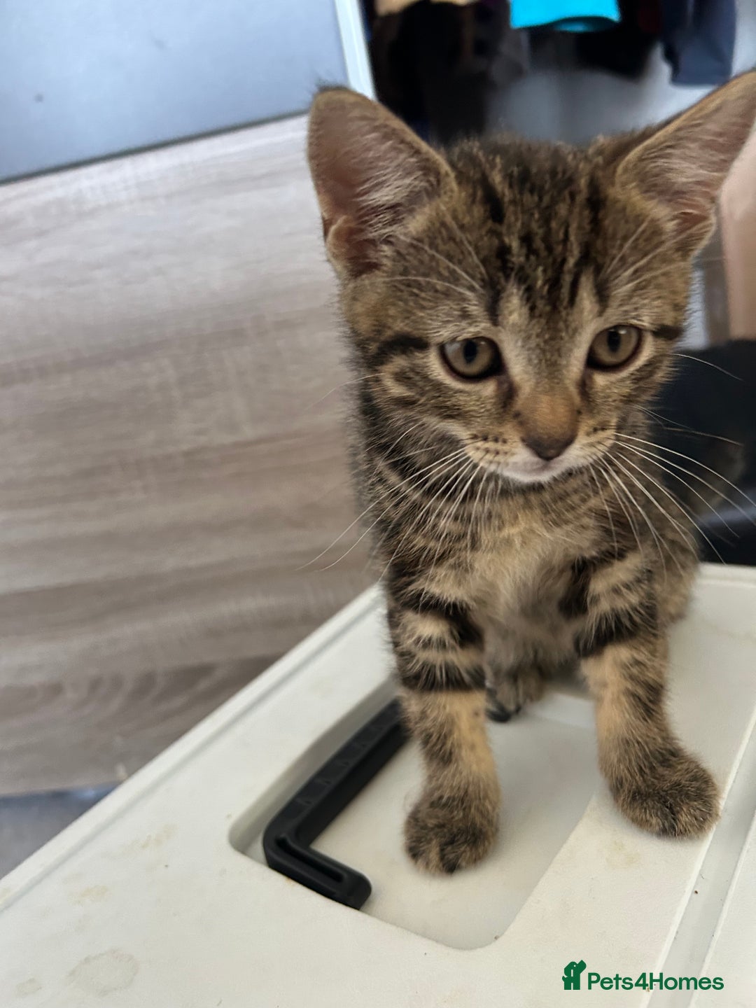 Mixed Breed cats for sale: REDUCED & READY NOW BSH x Tabby kittens  - Image 17