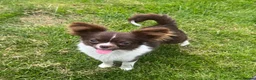 Chihuahua dogs for stud: Engelburt for stud only - Advert 3