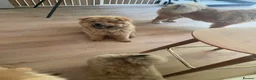 Chow Chow dogs for sale: 7 chow chow puppies  - Advert 2